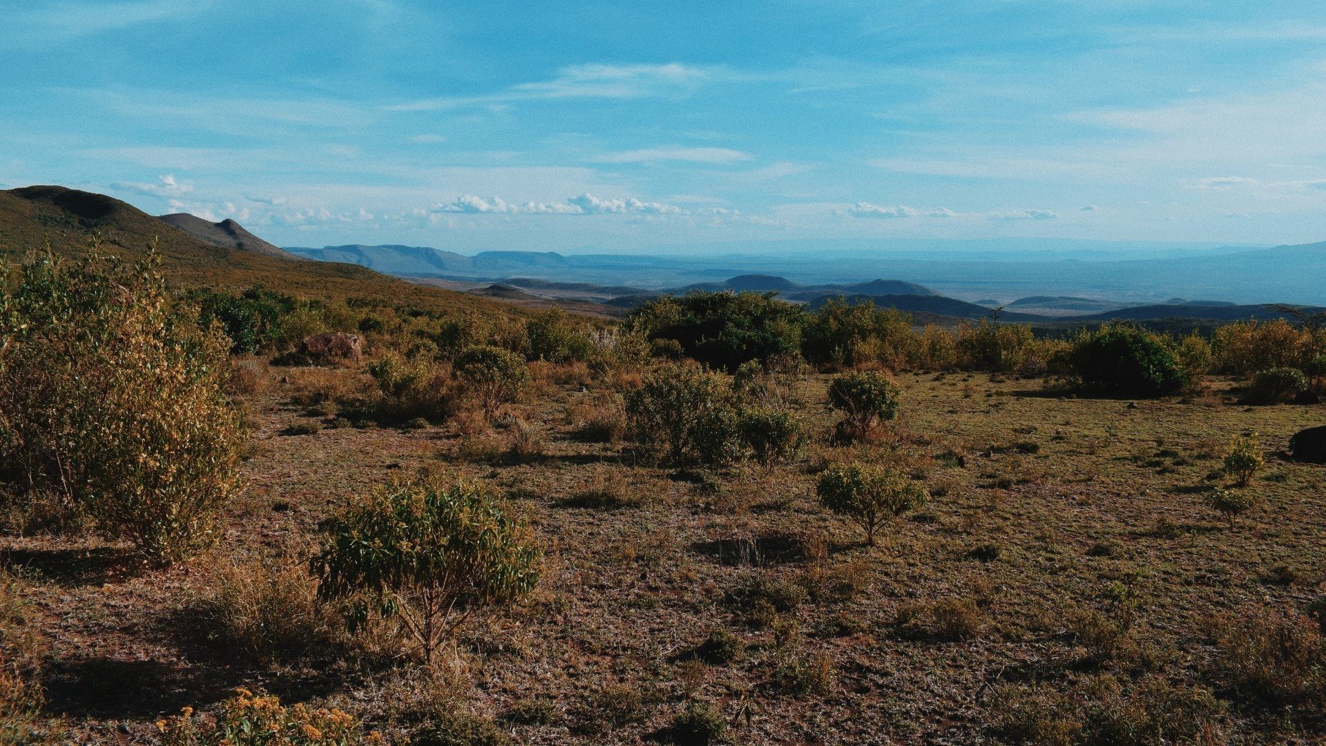 WILLIAMS HILLS