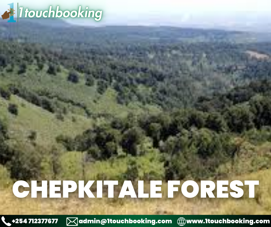 KIRIMIRI FOREST